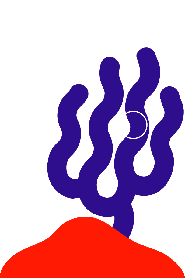 Blueberry Muffin - 1 case (4 boxes) - Image 6
