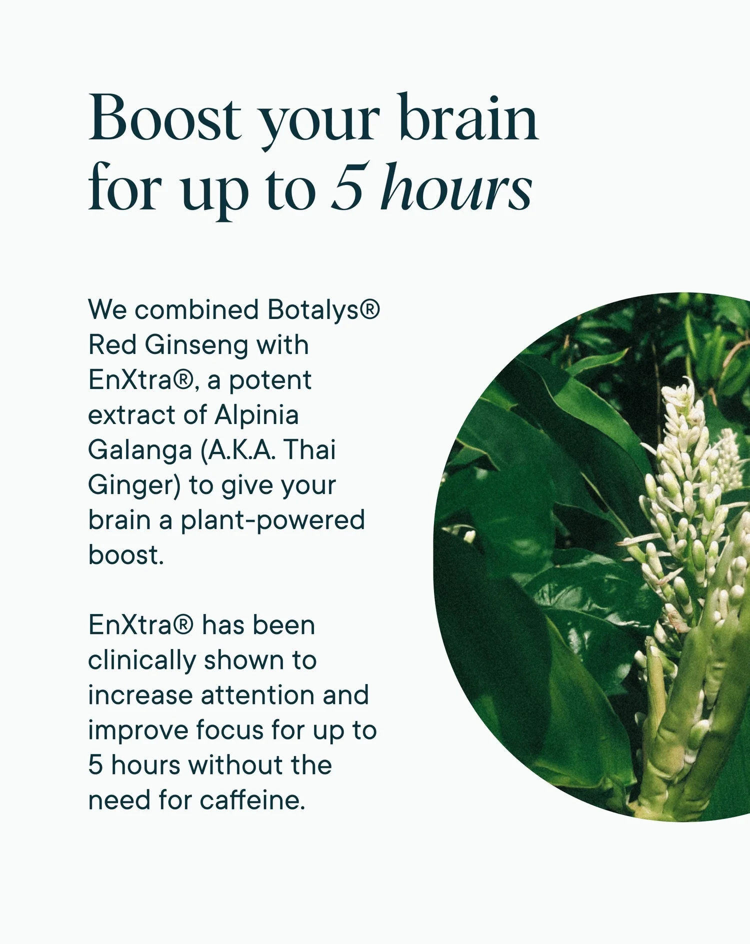 Cognitive Support Supplement - Image 4