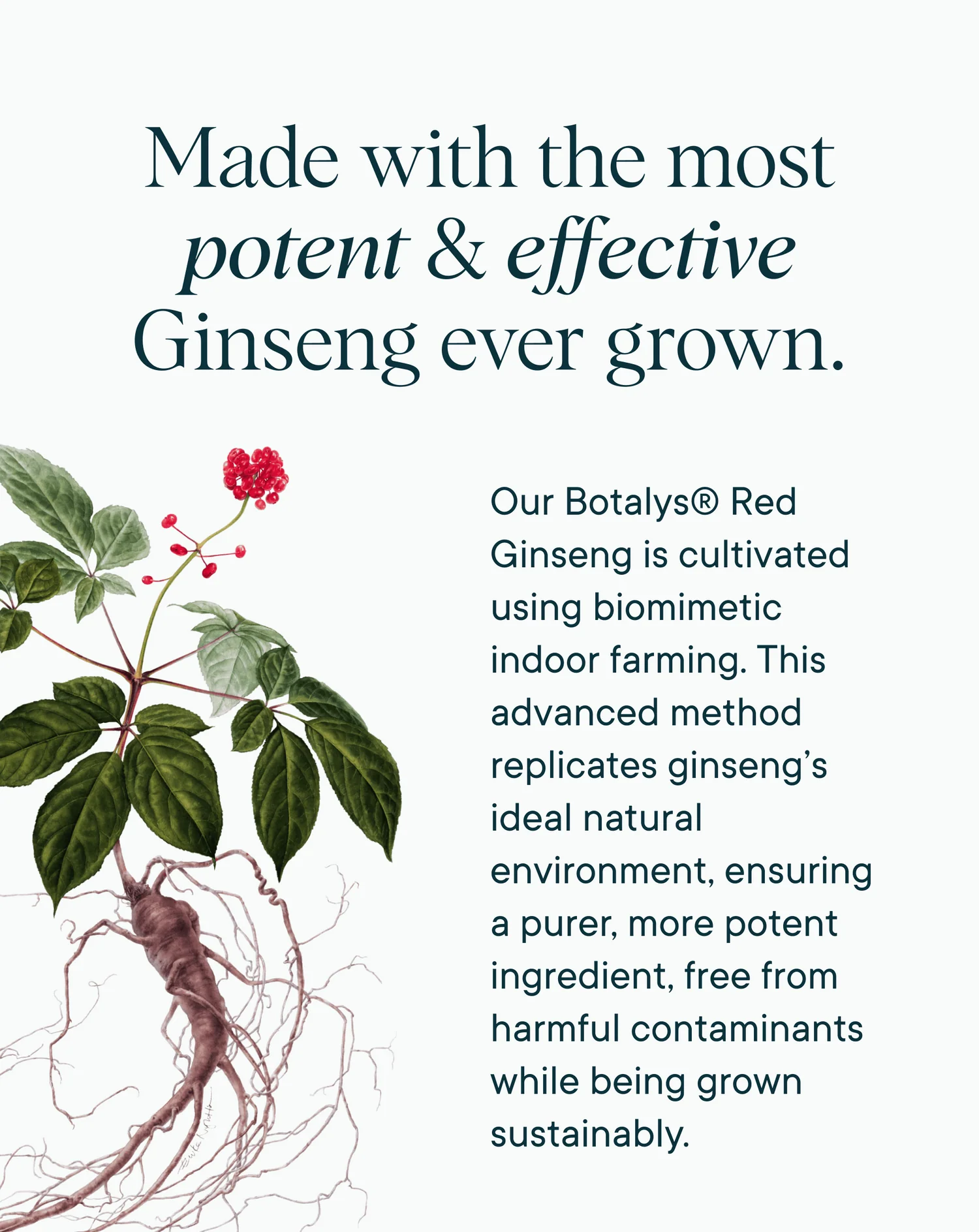 Cognitive Support Supplement - Image 5