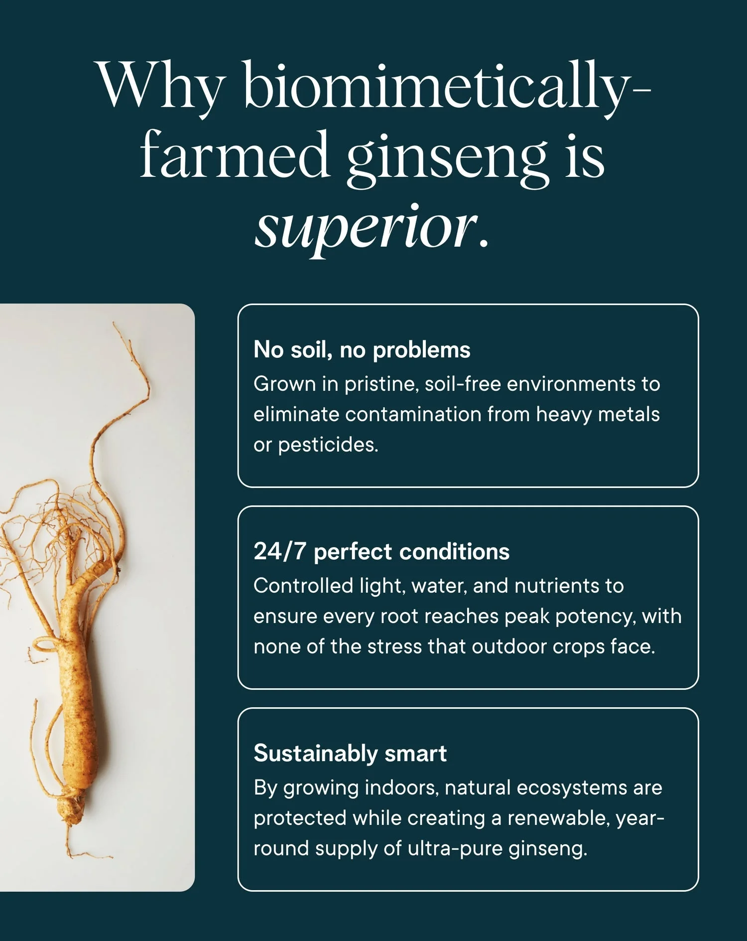 Cognitive Support Supplement - Image 6