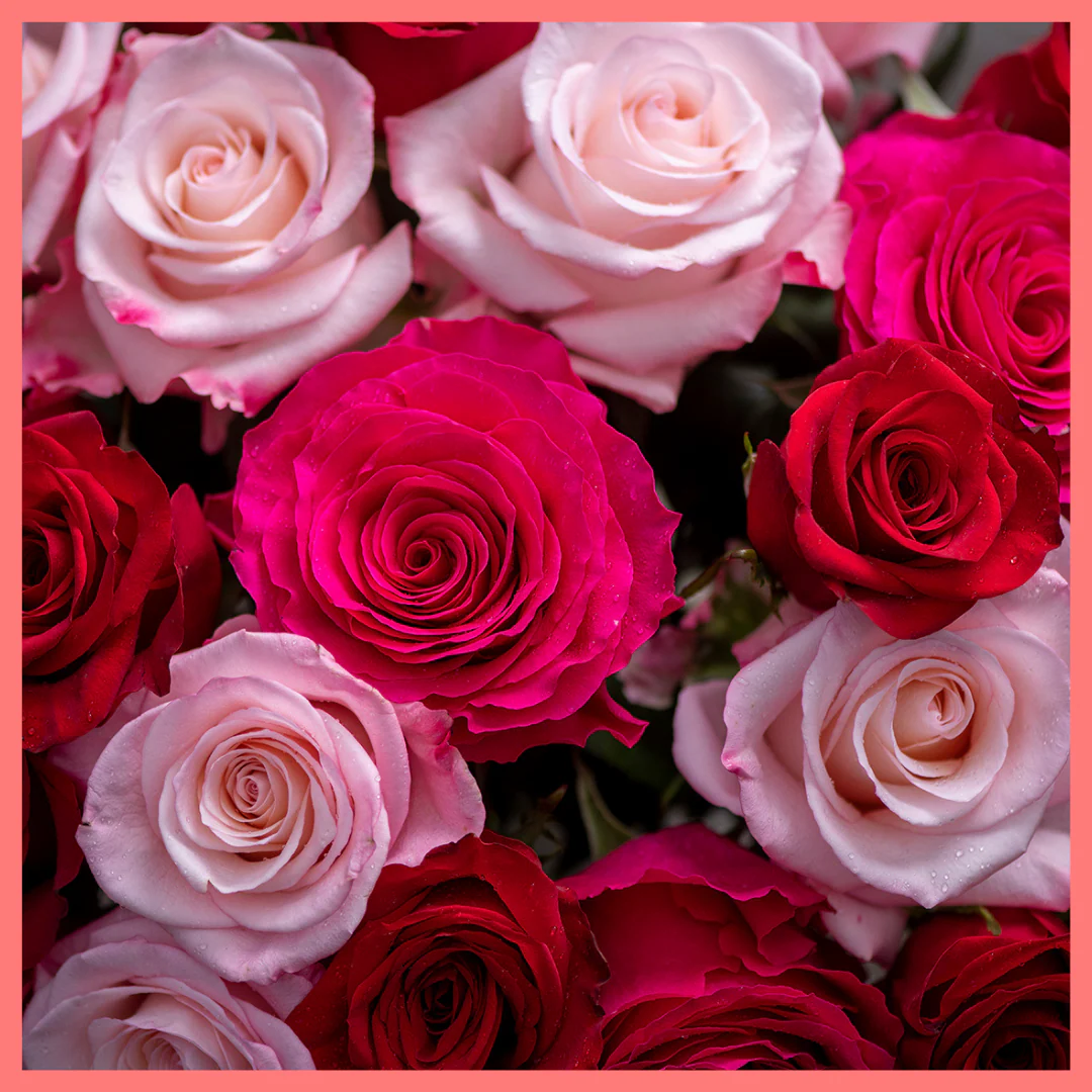 Roses on Roses on Roses - Image 3