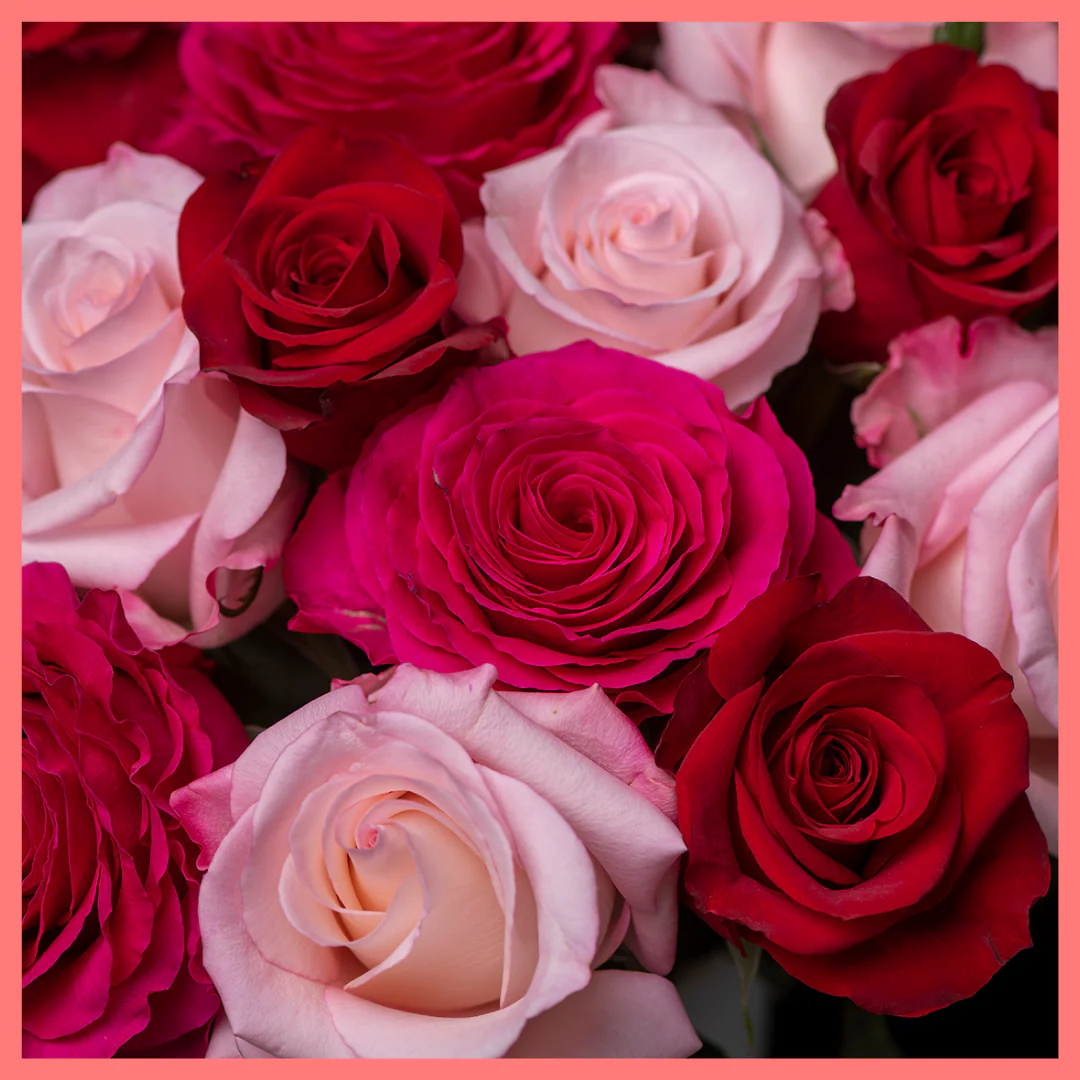 Roses on Roses on Roses - Image 7